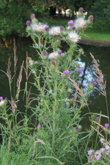 Cirsium vulgare