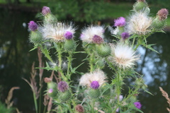 Cirsium vulgare