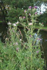 Cirsium vulgare