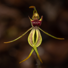 Caladenia longiclavata