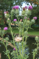 Cirsium vulgare