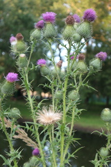 Cirsium vulgare