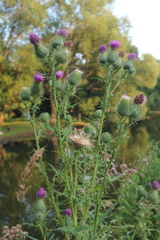 Cirsium vulgare