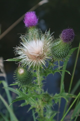 Cirsium vulgare