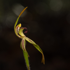 Caladenia longiclavata