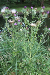 Cirsium vulgare