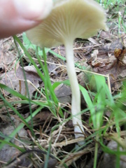 Gerronema subclavatum