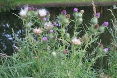 Cirsium vulgare