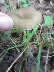 Gerronema subclavatum