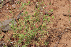 Sanguisorba occidentalis