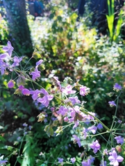 Thalictrum delavayi