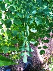 Thalictrum delavayi