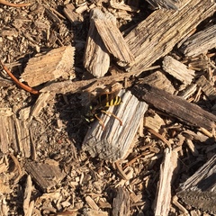 Vespula acadica
