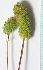 Sanguisorba occidentalis