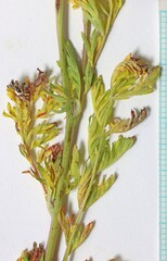 Sanguisorba occidentalis