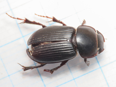Acrossus laticollis