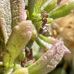 Formica francoeuri