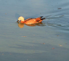 Tadorna ferruginea