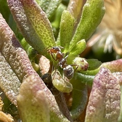 Formica francoeuri