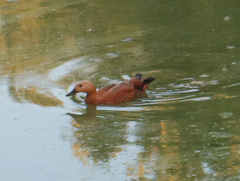 Tadorna ferruginea