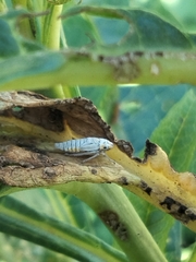 Graphocephala atropunctata