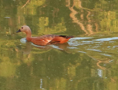 Tadorna ferruginea