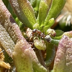 Formica francoeuri
