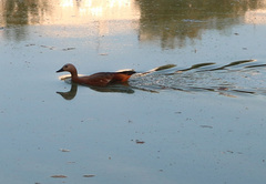 Tadorna ferruginea