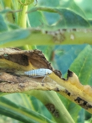 Graphocephala atropunctata