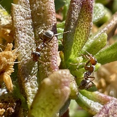 Formica francoeuri