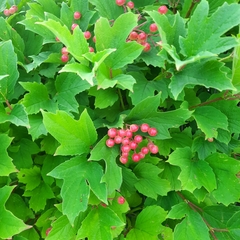 Viburnum opulus