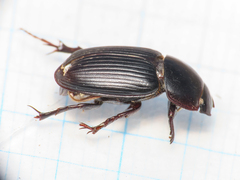 Acrossus laticollis