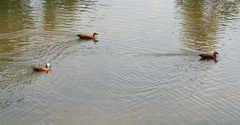 Tadorna ferruginea
