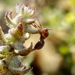 Formica francoeuri