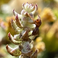 Formica francoeuri