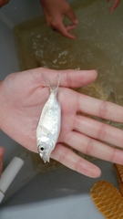 Eucinostomus argenteus