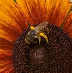 Halictus ligatus
