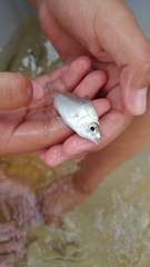 Eucinostomus argenteus