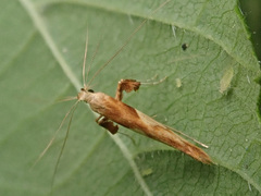 Caloptilia hemidactylella