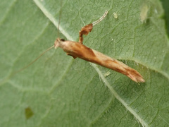 Caloptilia hemidactylella