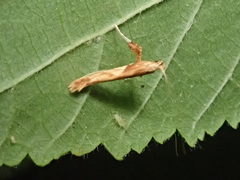 Caloptilia hemidactylella