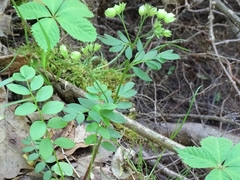 Polemonium reptans reptans