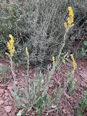 Solidago spectabilis