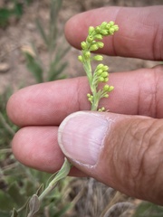 Solidago spectabilis