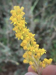 Solidago spectabilis