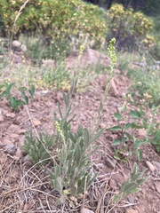 Solidago spectabilis
