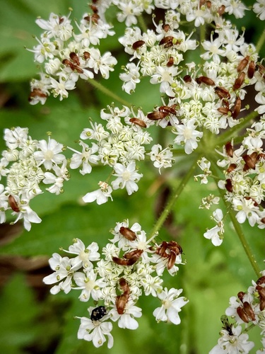 iNaturalist observation photo of Anaspidinae