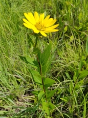 Silphium integrifolium