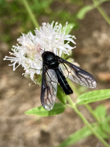 iNaturalist observation photo of Thevenetimyia