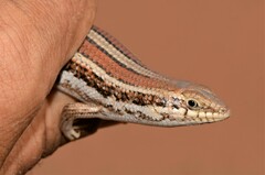 Trachylepis occidentalis